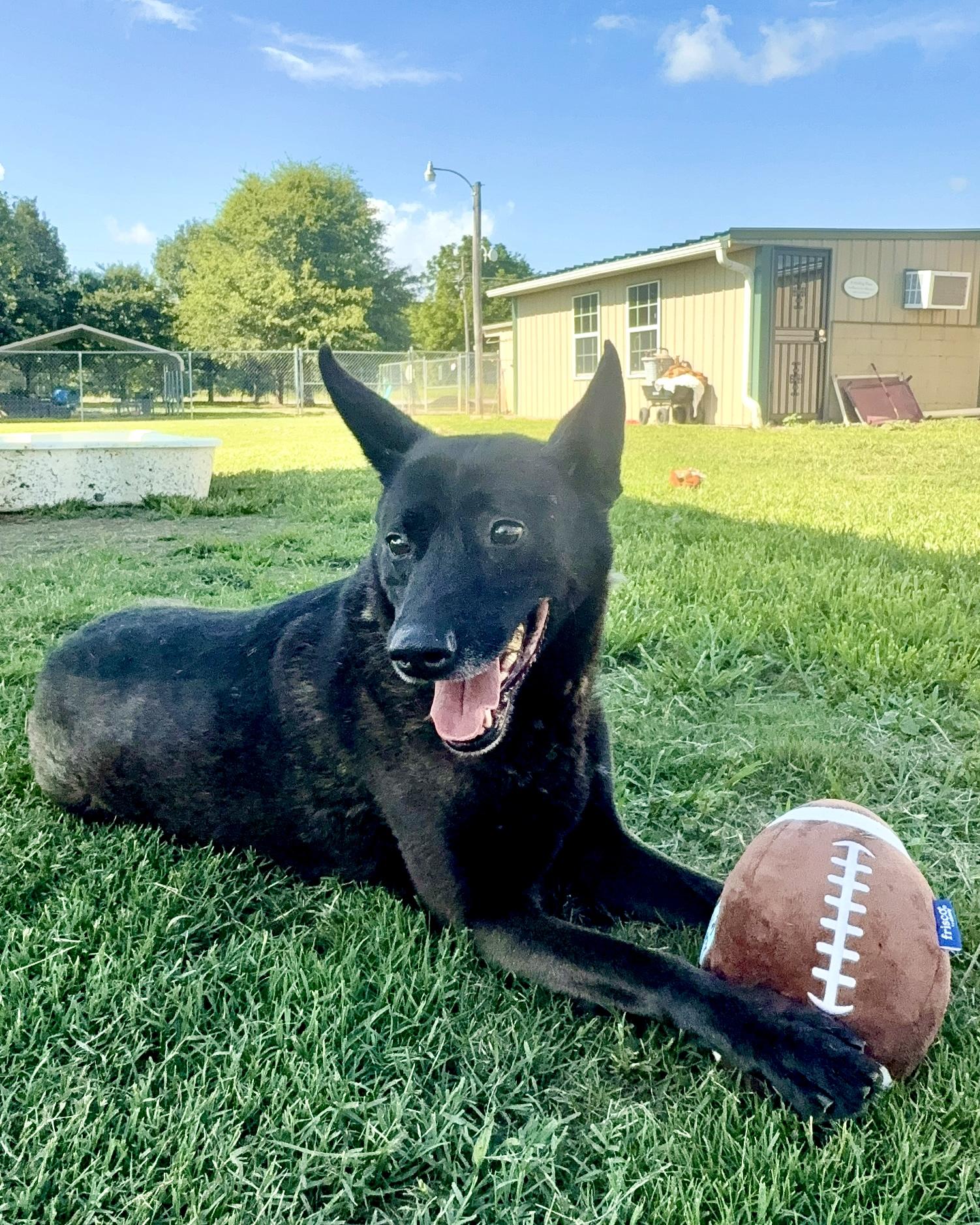Mela, Adoptable, Adult Female Dutch Shepherd.