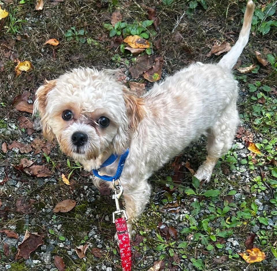 Enlarge Michael Scott, a Adoptable mixed breed in Oak Ridge, NJ image 1/1