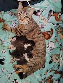 Mao, a Adoptable Domestic Short Hair in Grand Rapids, MI image 1/3