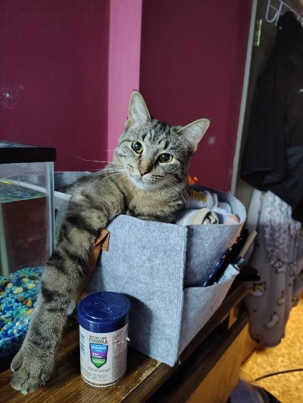 Mao, a Adoptable Domestic Short Hair in Grand Rapids, MI image 2/3