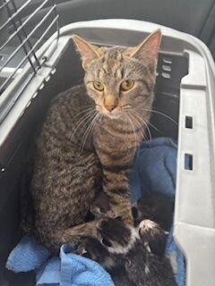 Mao, a Adoptable Domestic Short Hair in Grand Rapids, MI image 3/3