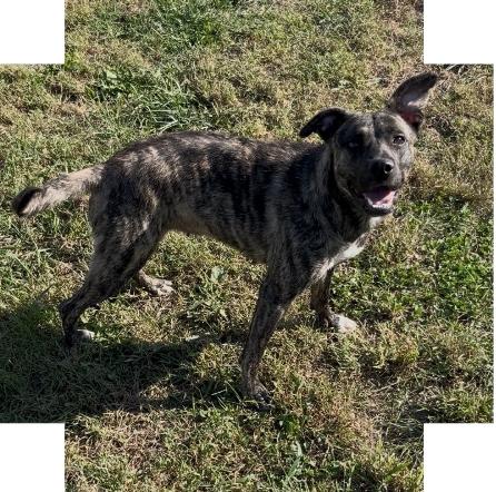 Hannah, Adoptable, Young Female Labrador Retriever & Shepherd.