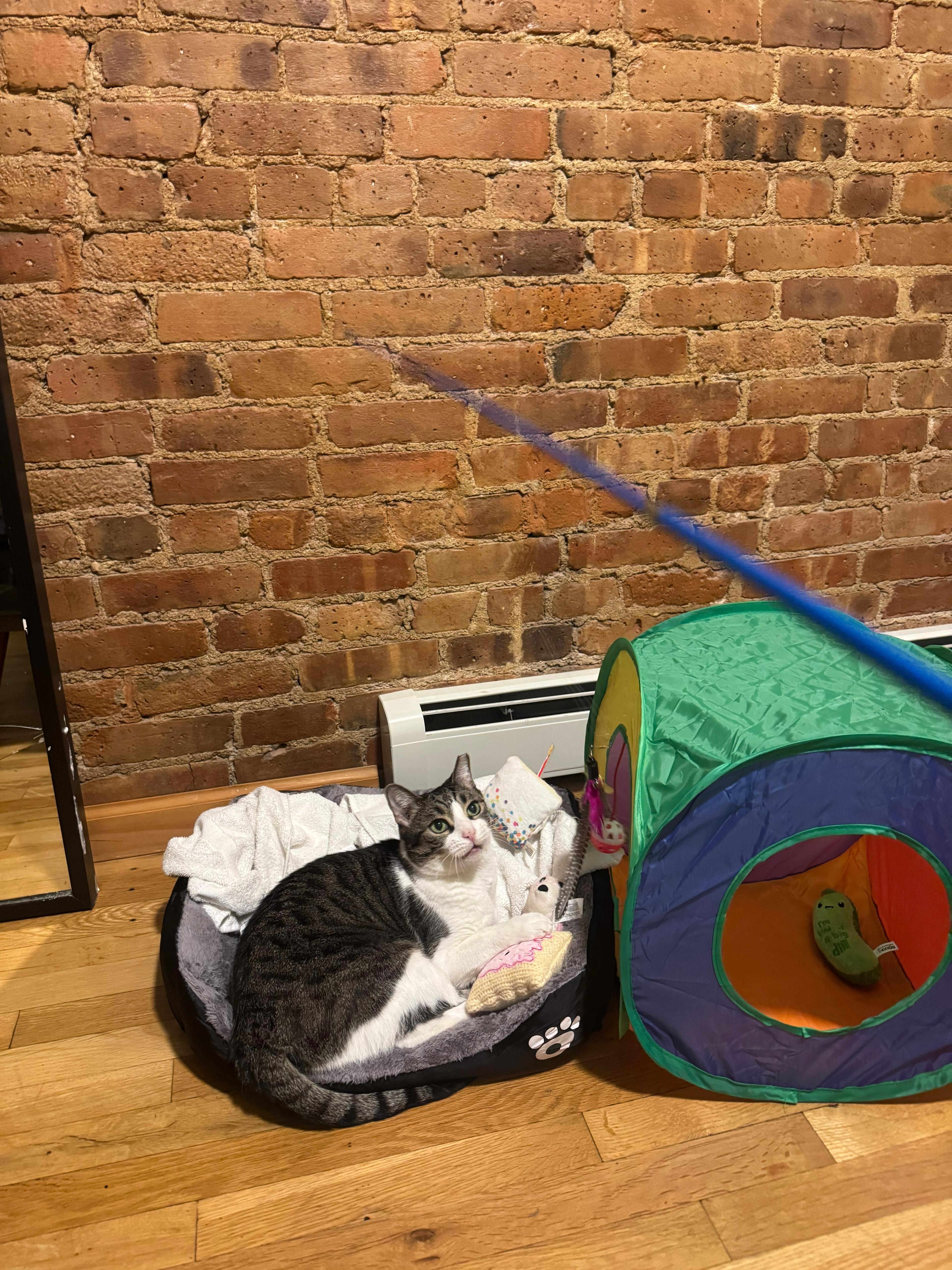 Munchkin, Adoptable, Young Female American Shorthair.