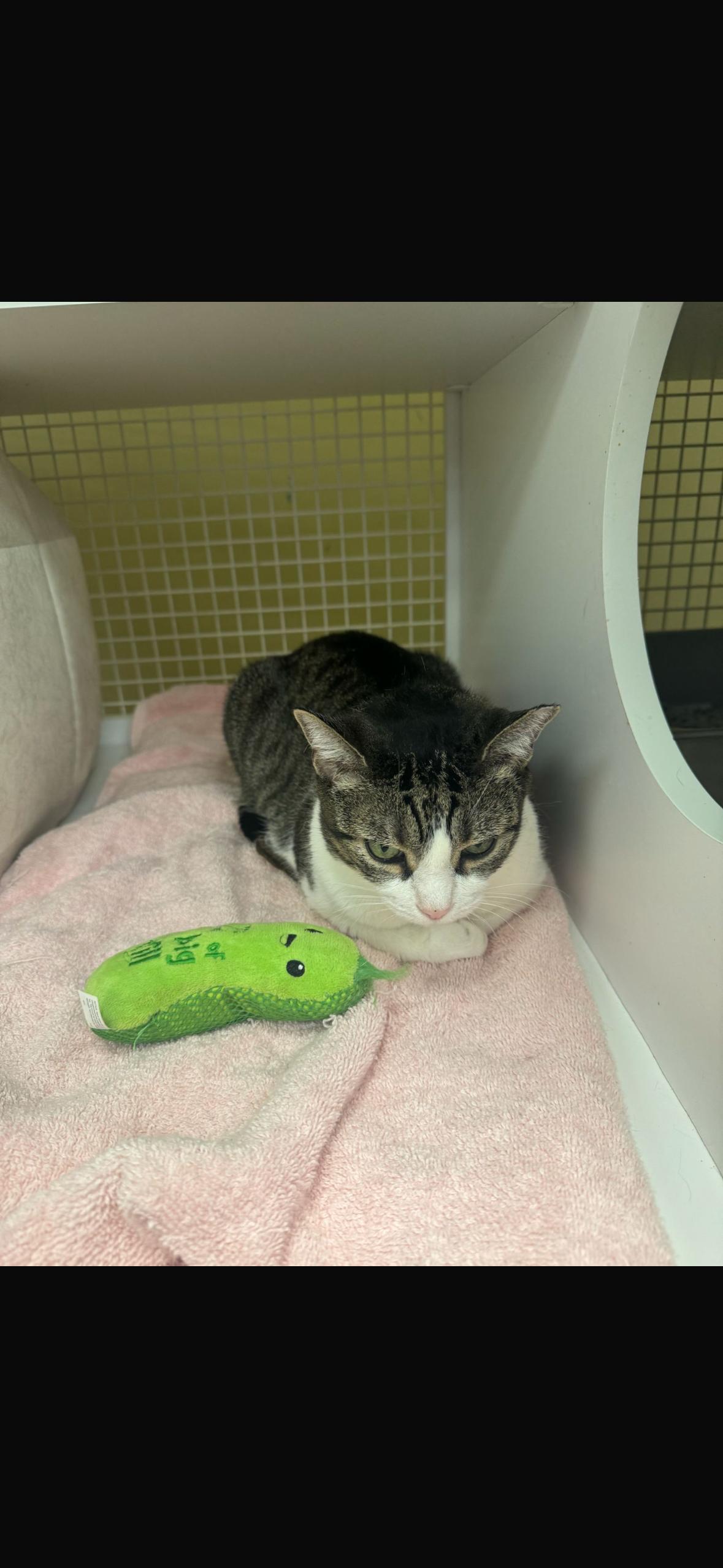 Munchkin, a Adoptable American Shorthair in New York, NY image 3/6