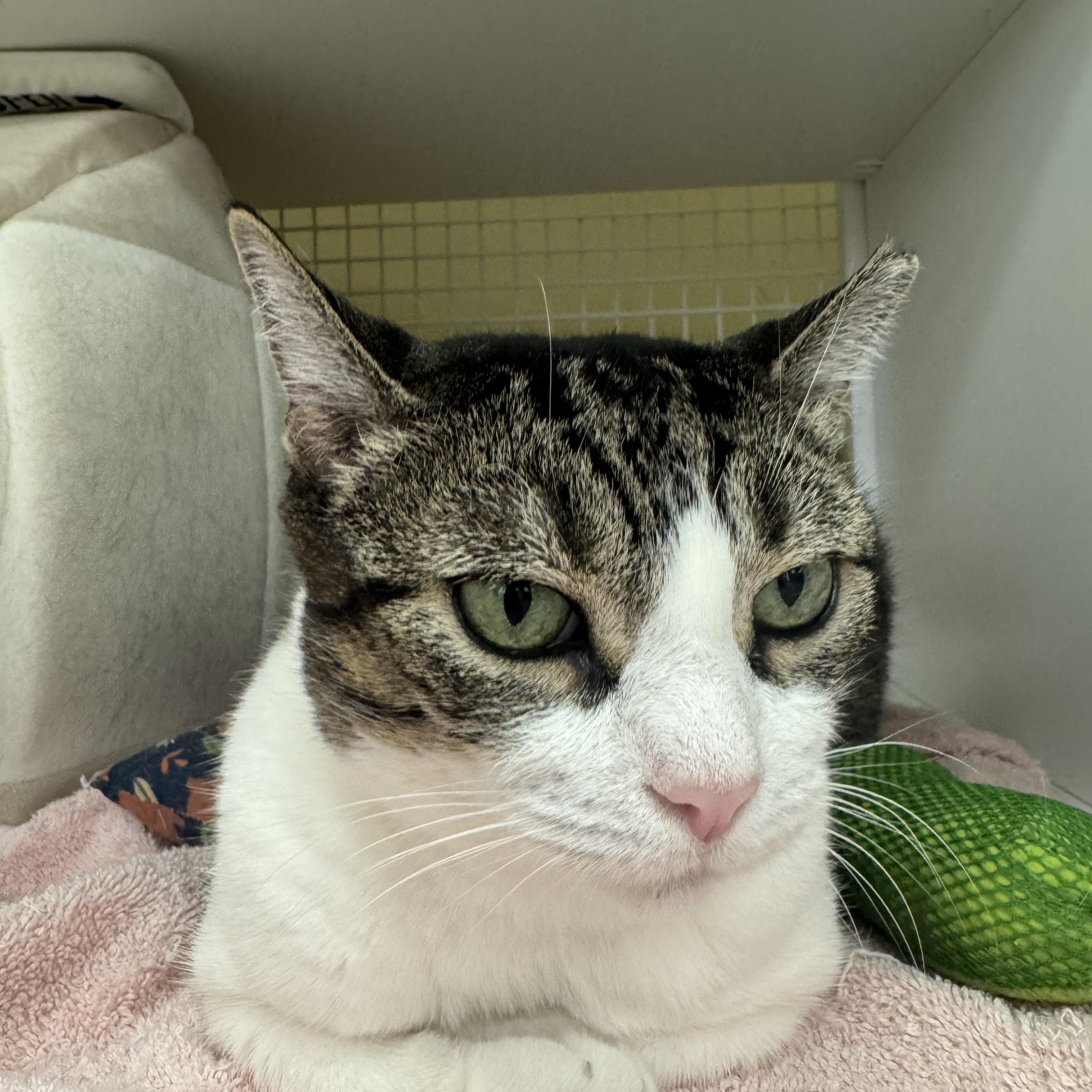 Munchkin, a Adoptable American Shorthair in New York, NY image 4/6