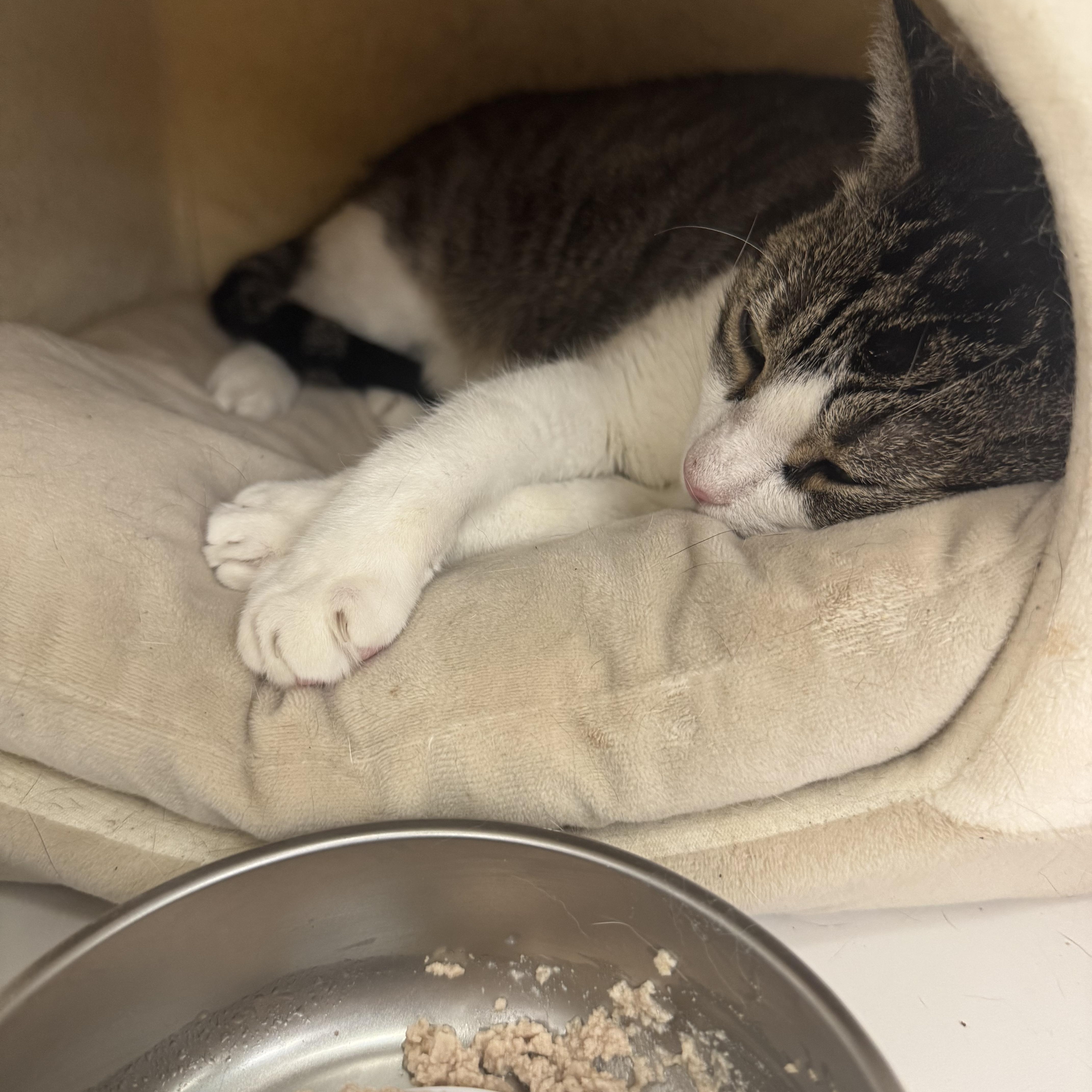 Munchkin, a Adoptable American Shorthair in New York, NY image 6/6