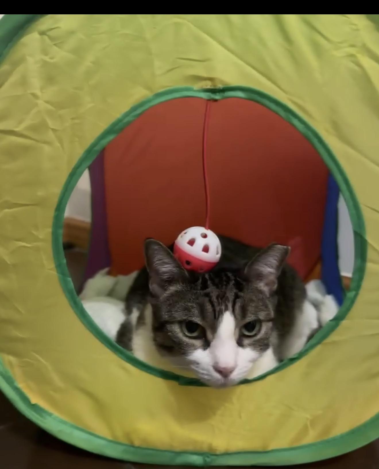 Enlarge Munchkin, a Adoptable American Shorthair in New York, NY image 3/5