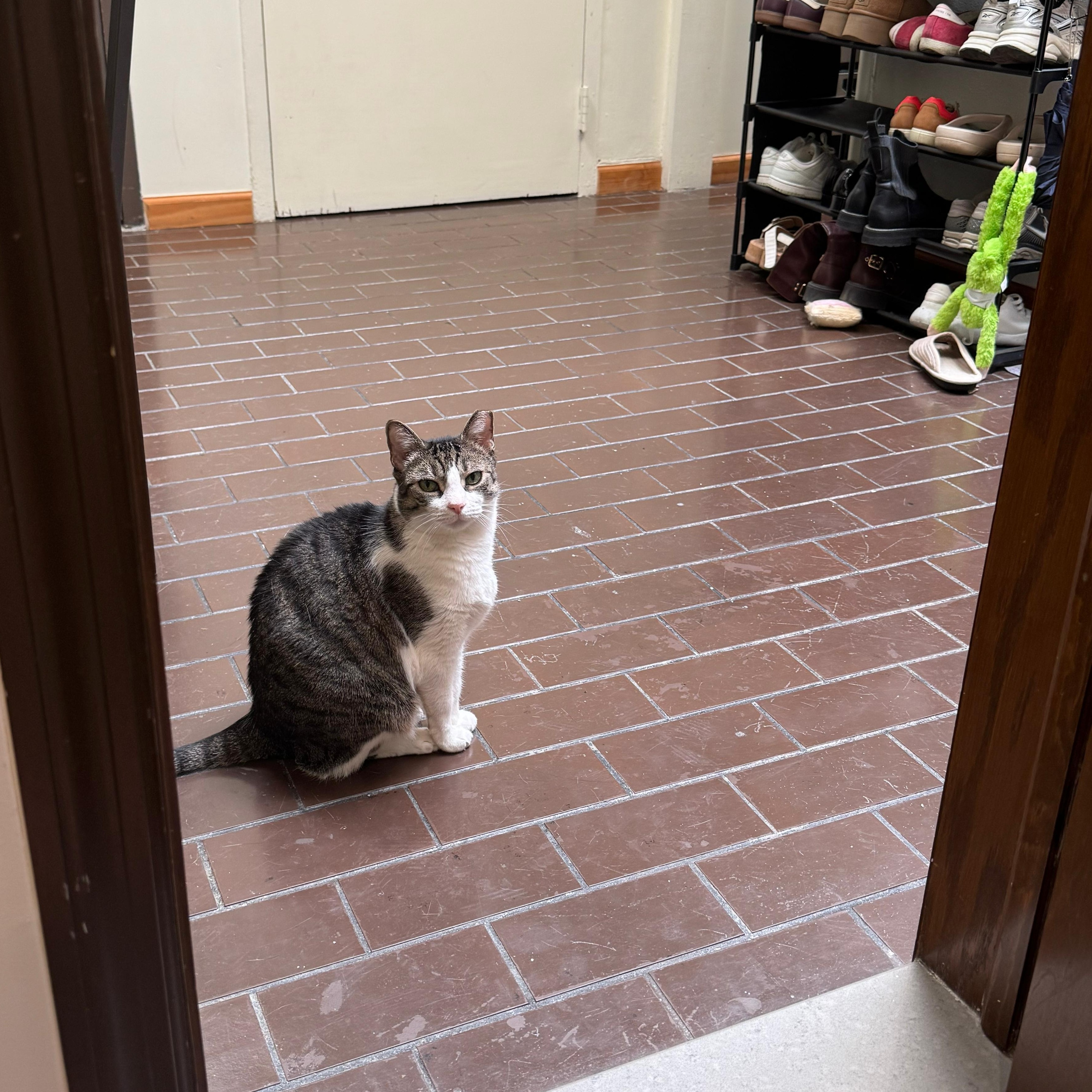 Enlarge Munchkin, a Adoptable American Shorthair in New York, NY image 3/5