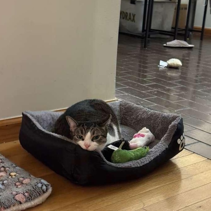Munchkin, Adoptable, Young Female American Shorthair.