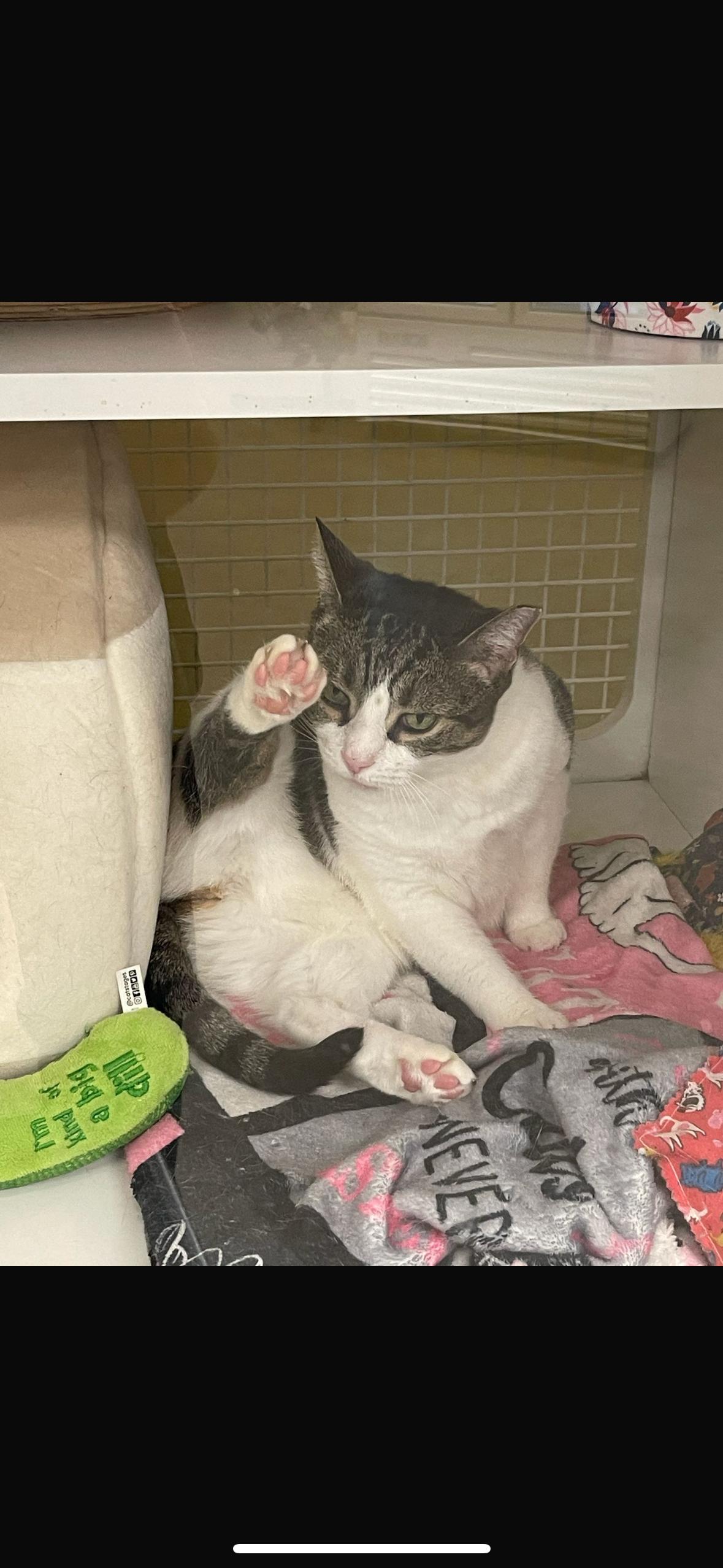 Munchkin, Adoptable, Young Female American Shorthair.