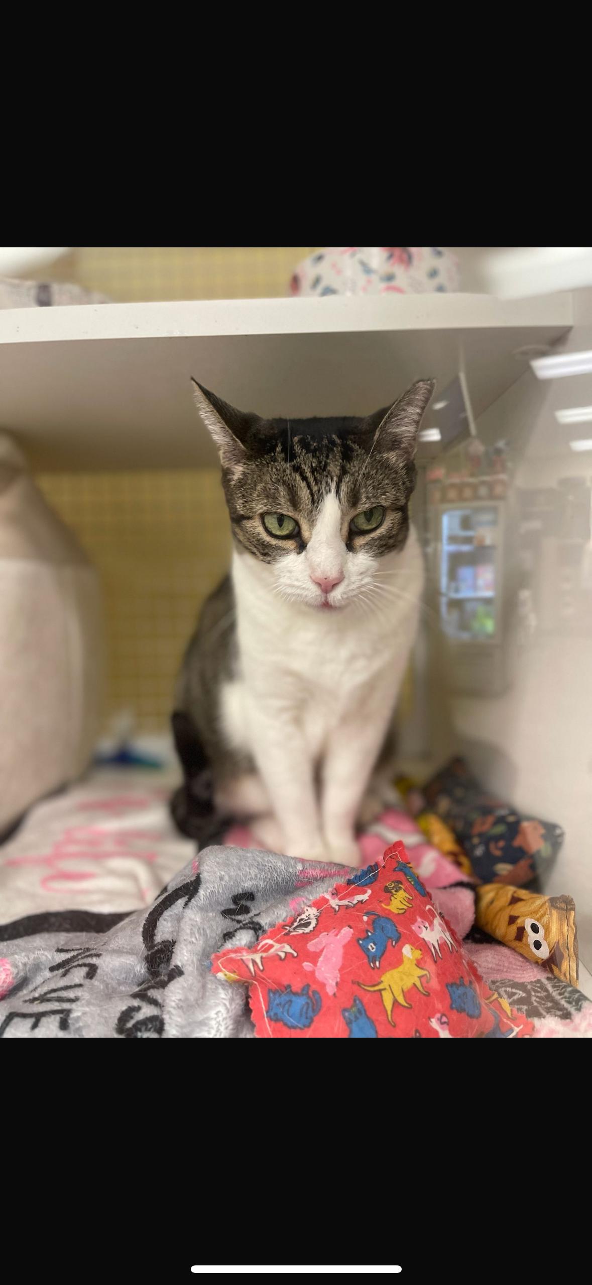 Munchkin, a Adoptable American Shorthair in New York, NY image 2/6