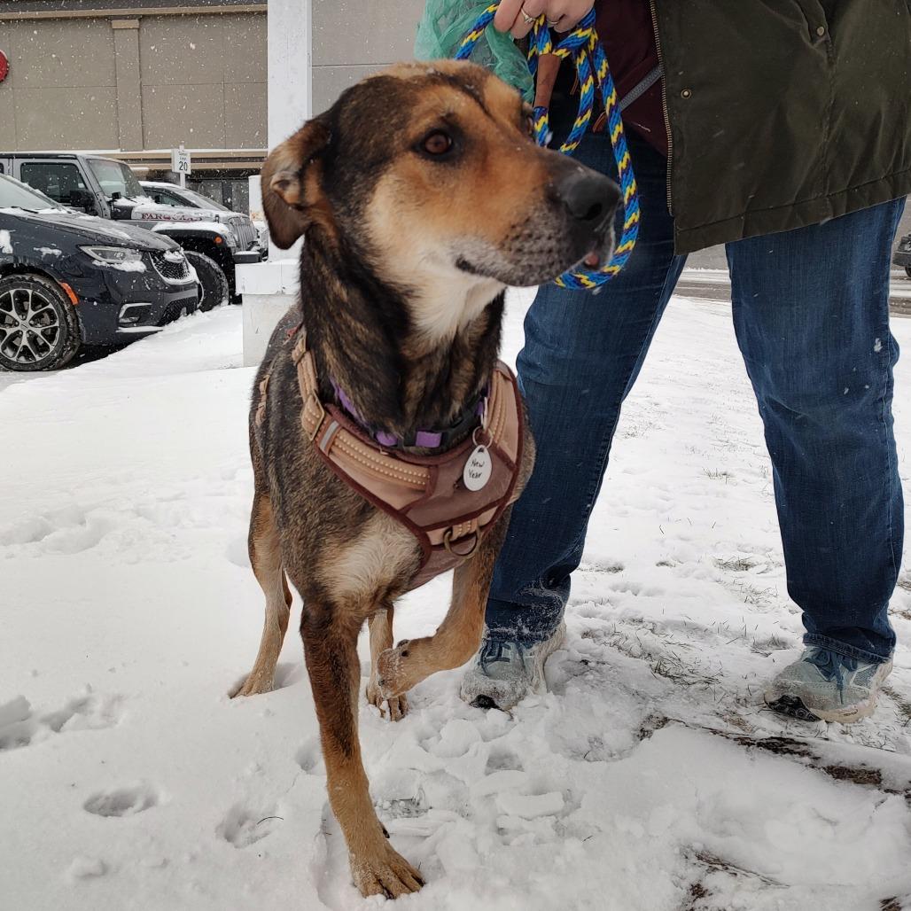 New Year, a Adoptable mixed breed in Normal, IL image 1/6