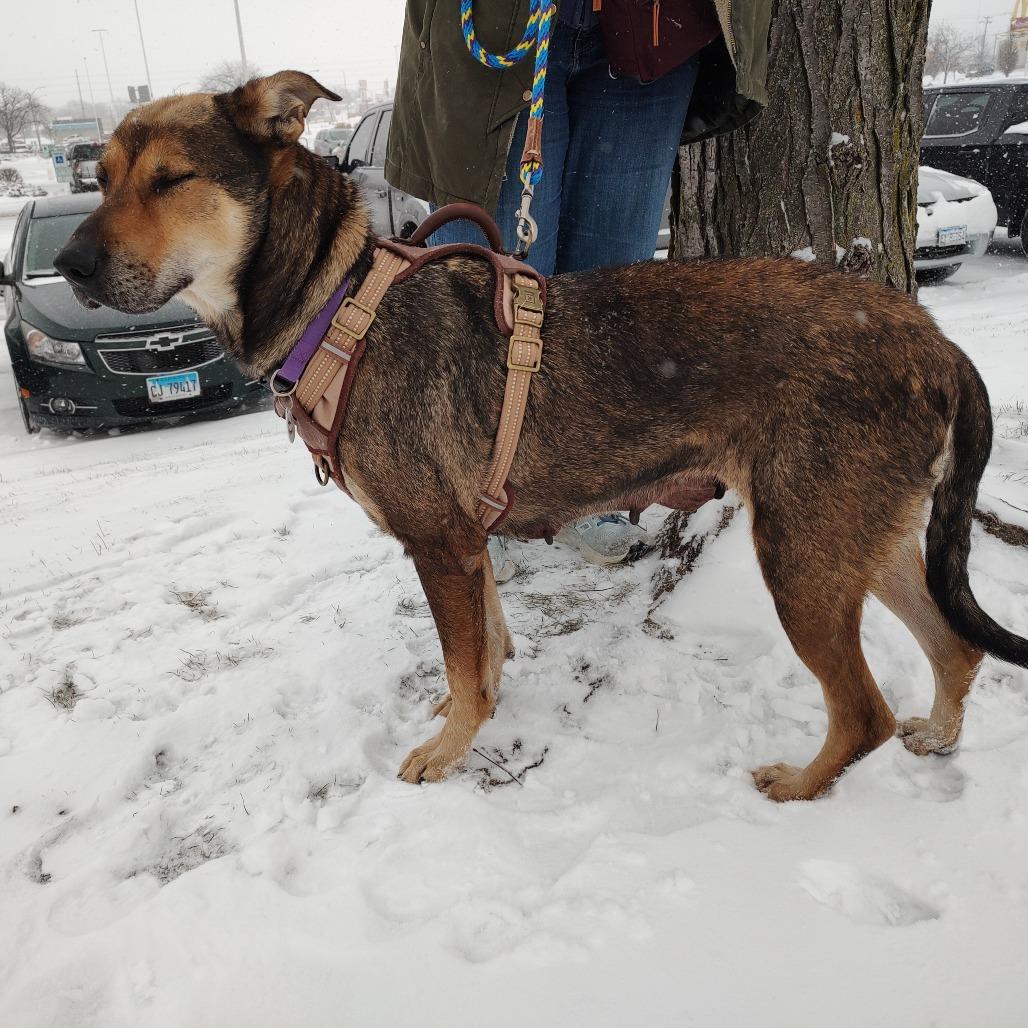 New Year, a Adoptable mixed breed in Normal, IL image 2/6