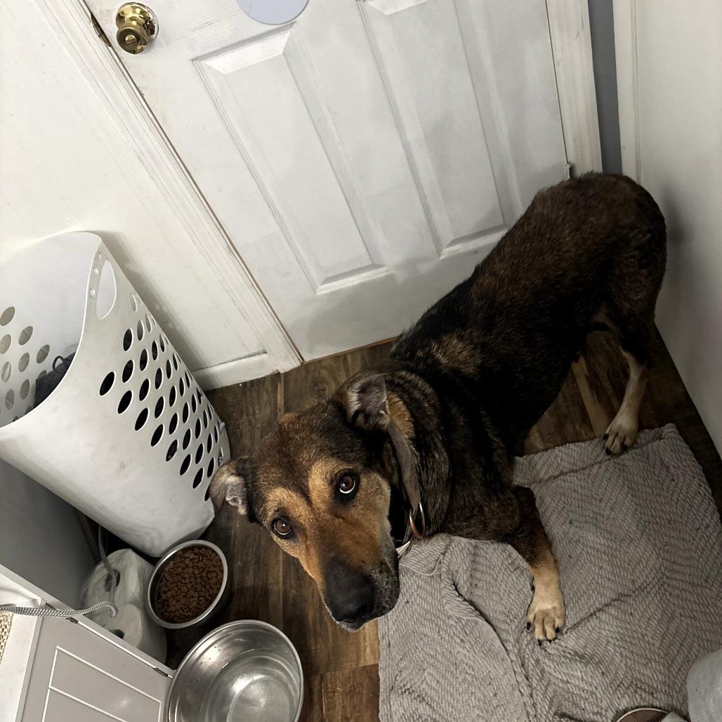 New Year, a Adoptable mixed breed in Normal, IL image 3/6