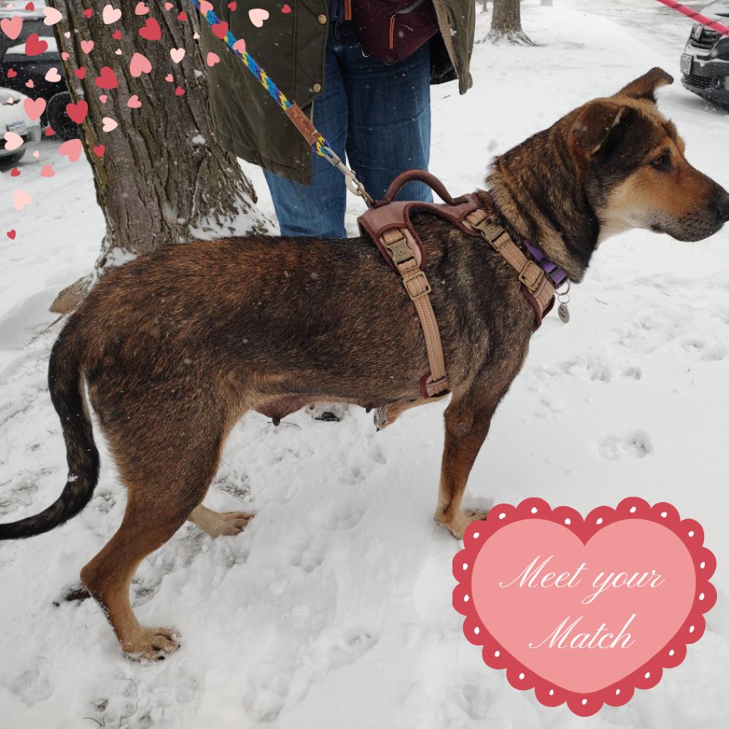 New Year, a Adoptable mixed breed in Normal, IL image 4/6