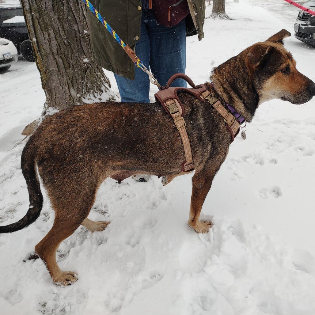 New Year, a Adoptable mixed breed in Normal, IL image 6/6