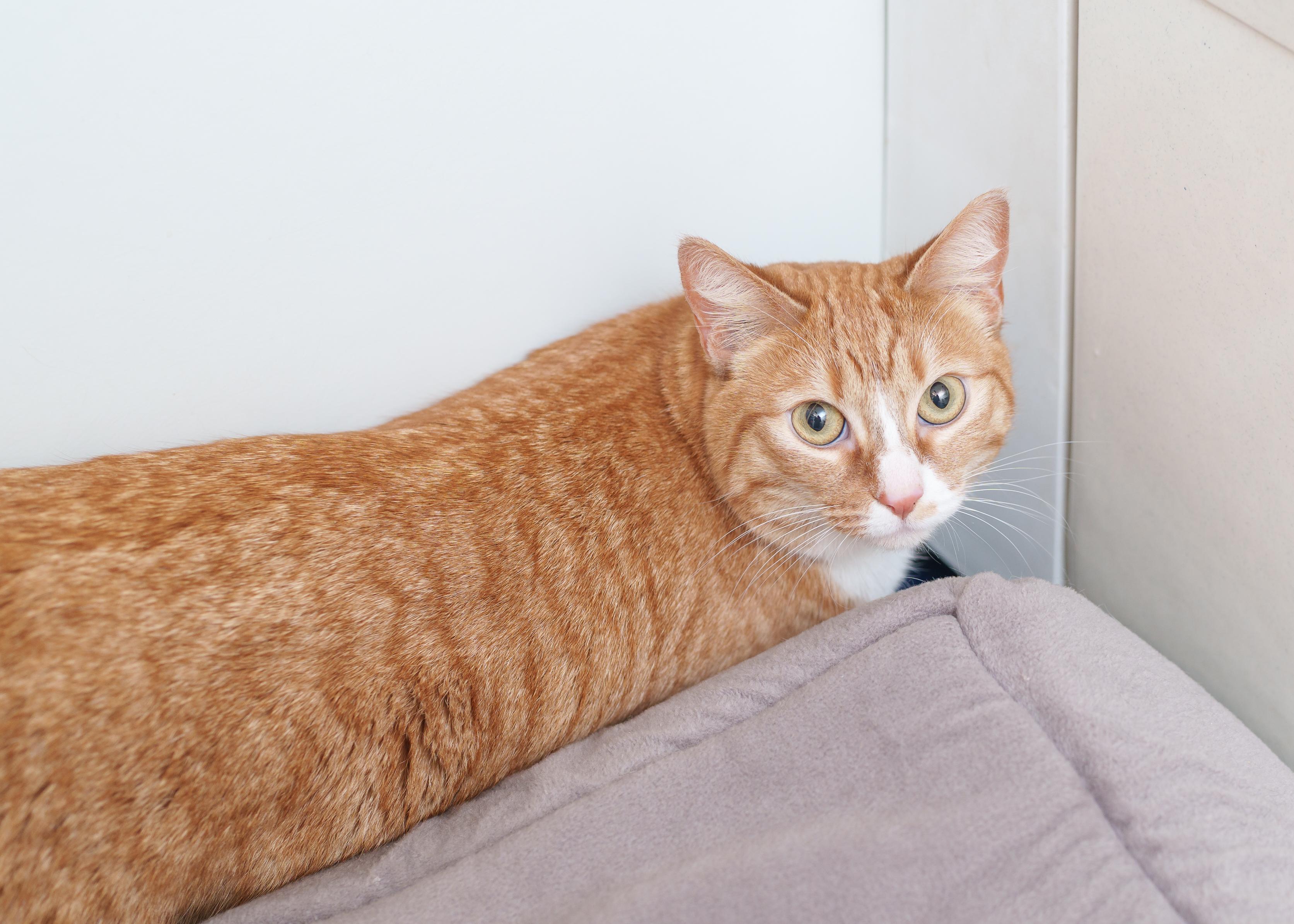 Enlarge Jada, a ADOPTABLE Domestic Short Hair in Boise, ID image 3/3