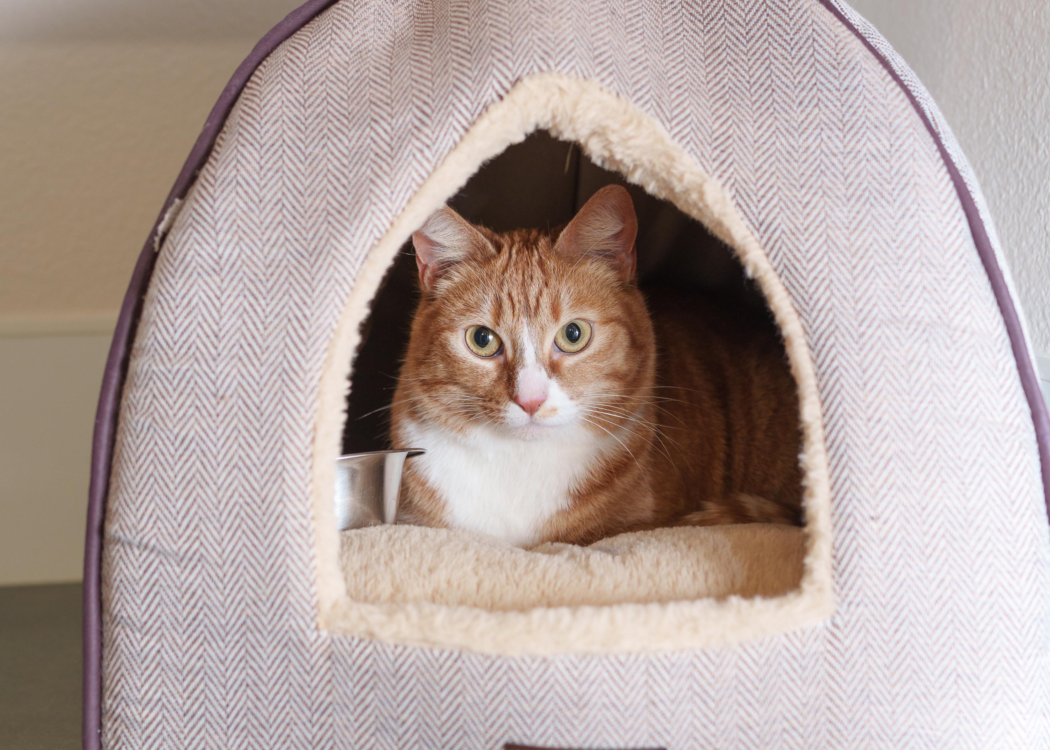 Jada, ADOPTABLE, Adult Female Domestic Short Hair.