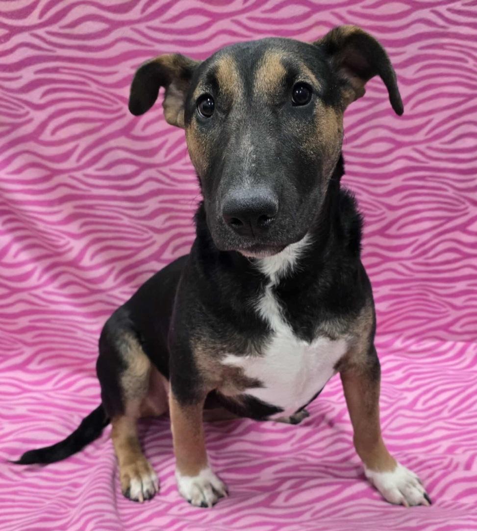 Winslet, an adoptable mixed breed in Frankfort, IN image 3/4