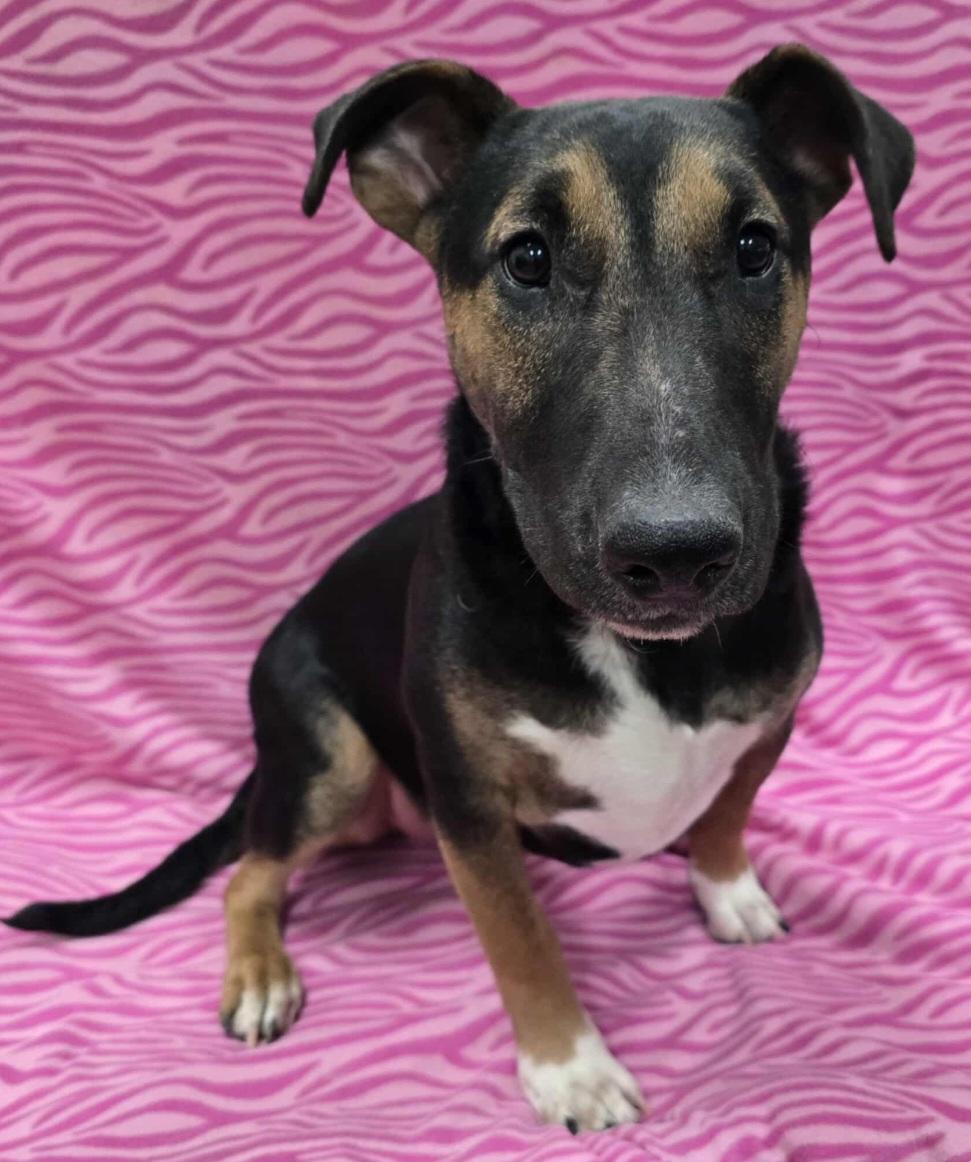 Winslet, an adoptable mixed breed in Frankfort, IN image 1/4