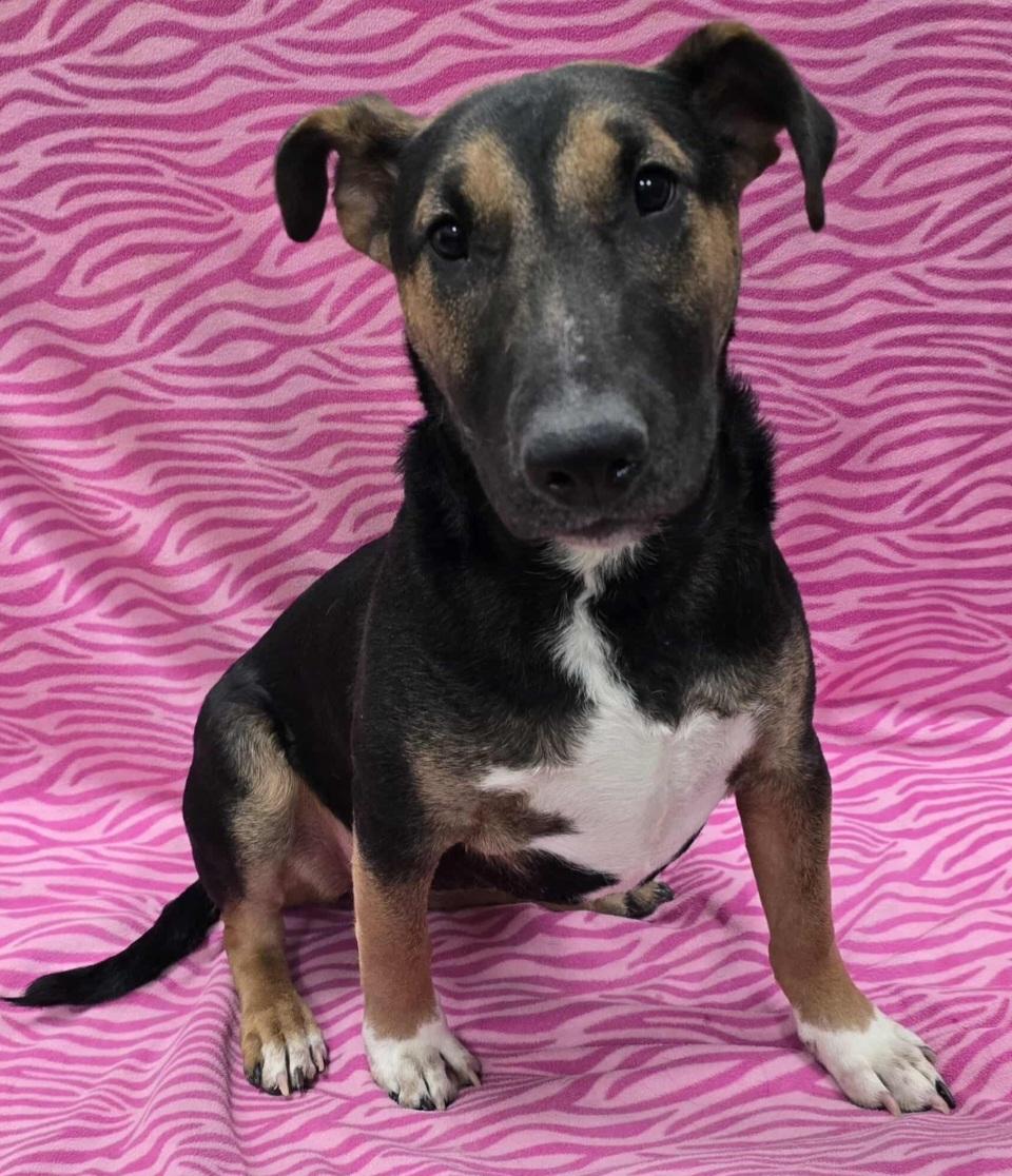 Winslet, an adoptable mixed breed in Frankfort, IN image 2/4