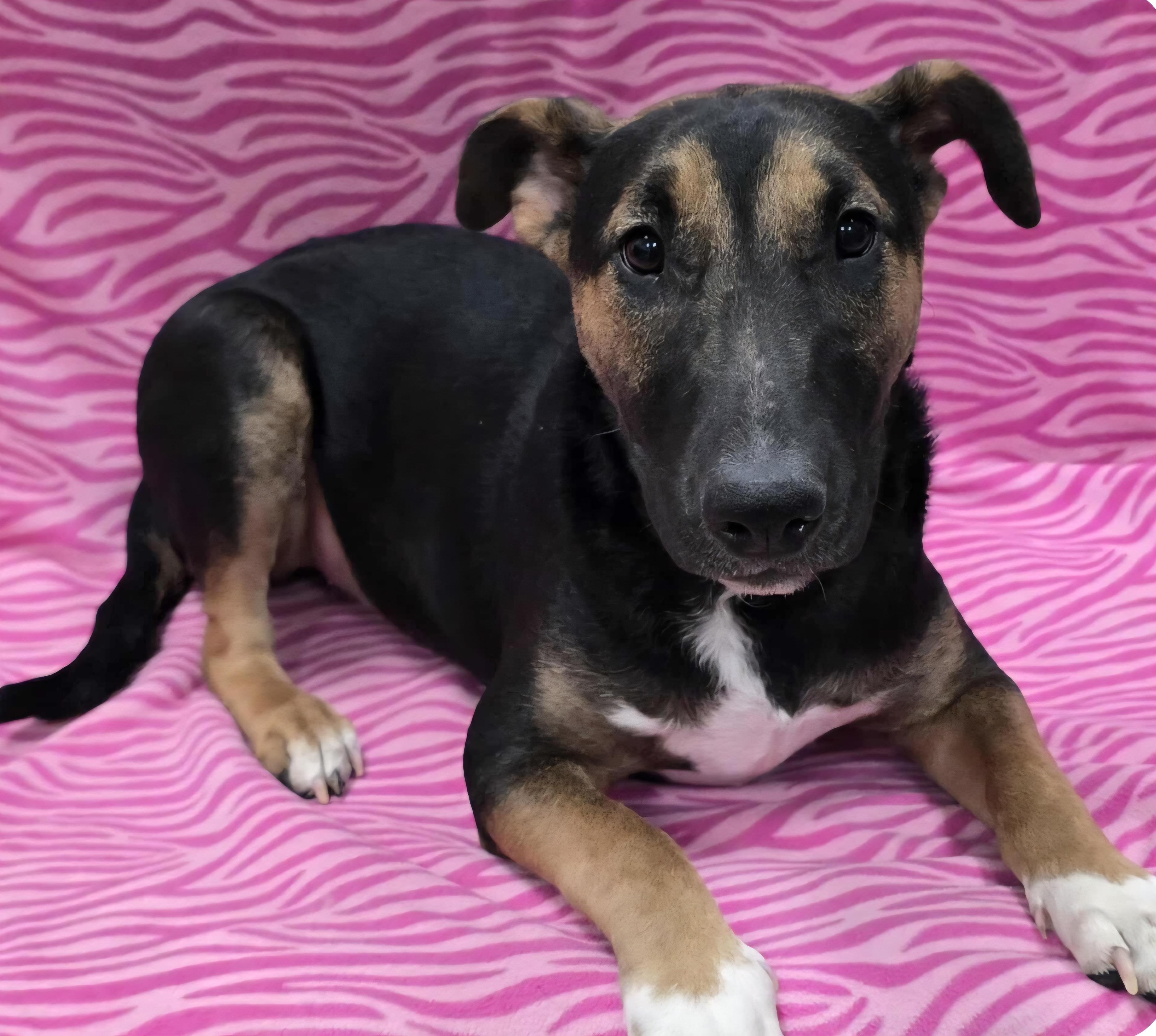 Winslet, an adoptable mixed breed in Frankfort, IN image 4/4