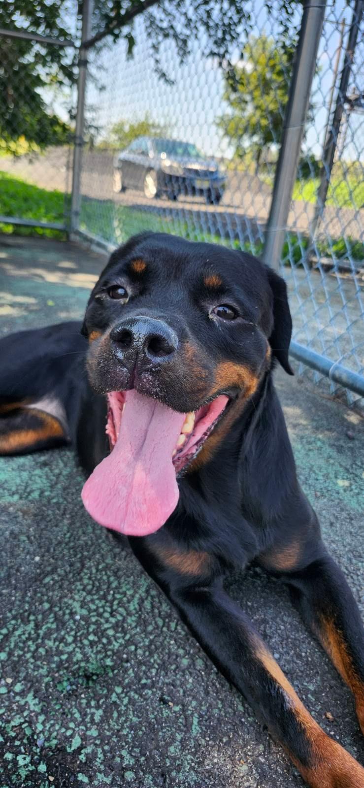 Cayla, Adoptable, Young Female Rottweiler.