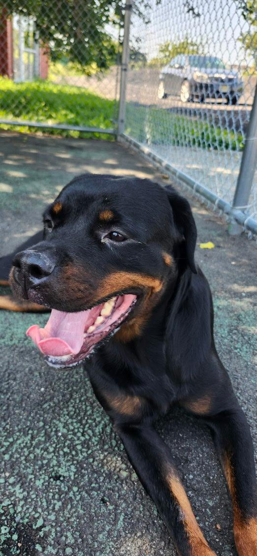 Enlarge Cayla, a Adoptable Rottweiler in Jersey city, NJ image 2/2
