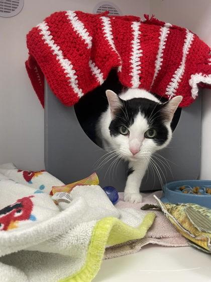 Enlarge Westley, a Adoptable mixed breed in Gwinn, MI image 1/1