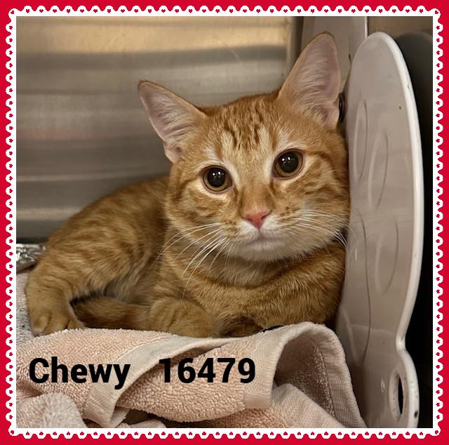 Enlarge CHEWY, an adopted mixed breed in Marietta, GA image 1/3
