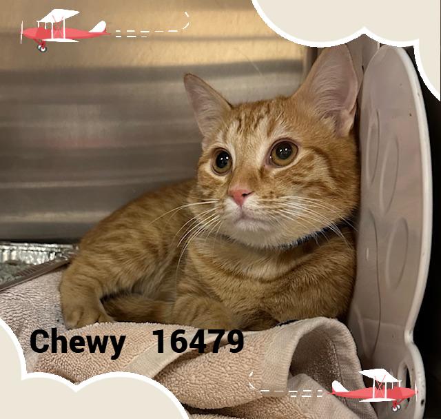 Enlarge CHEWY, an adopted mixed breed in Marietta, GA image 3/3