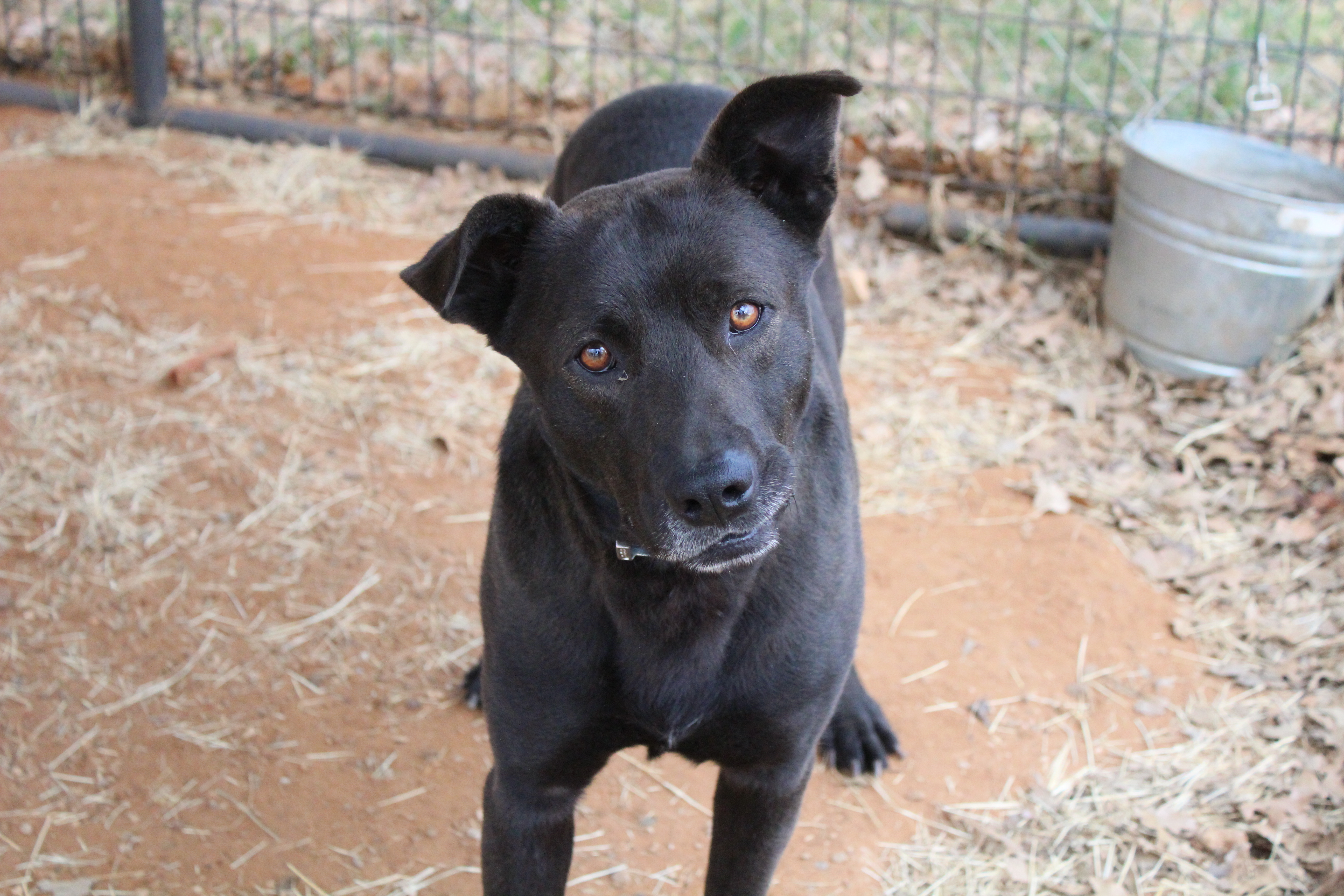 Bruce, Adoptable, Adult Male Mixed Breed & Labrador Retriever.