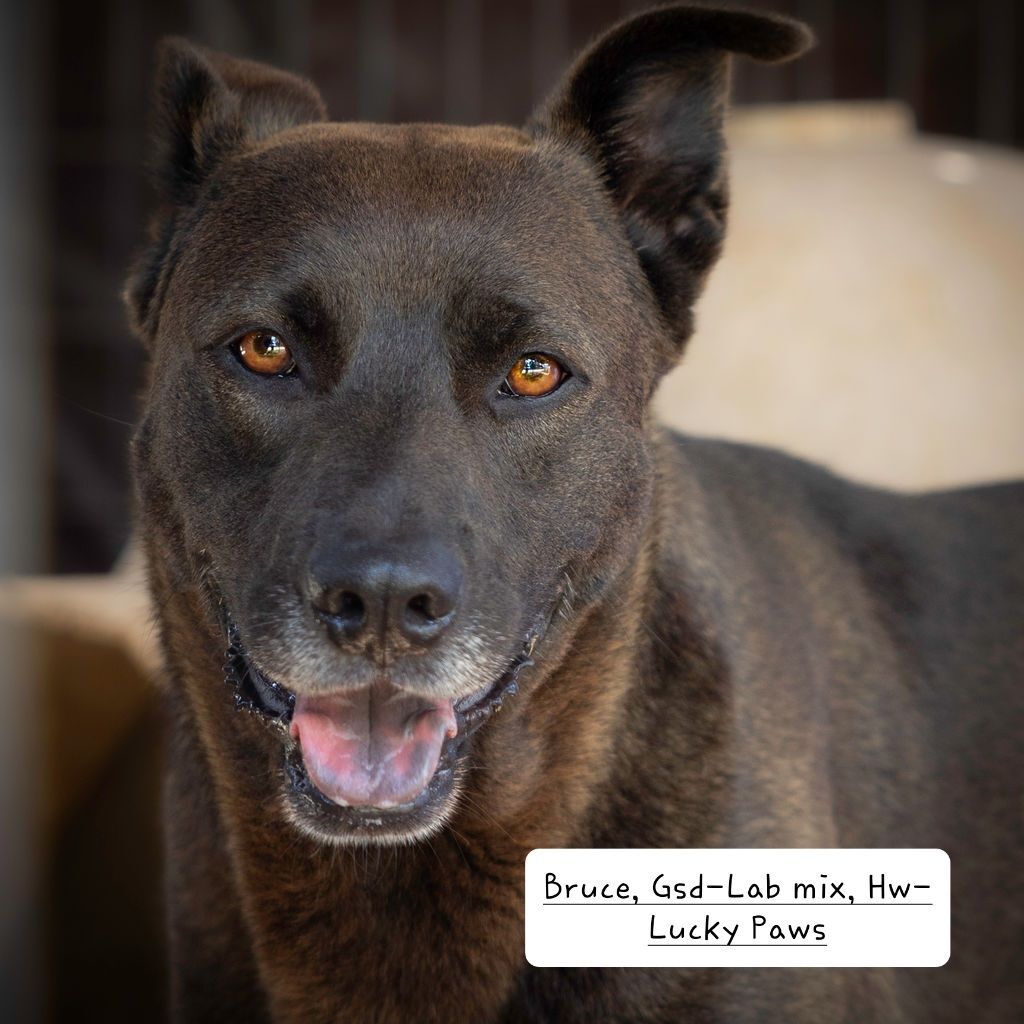 Bruce, a Adoptable mixed breed in Nocona, TX image 2/6