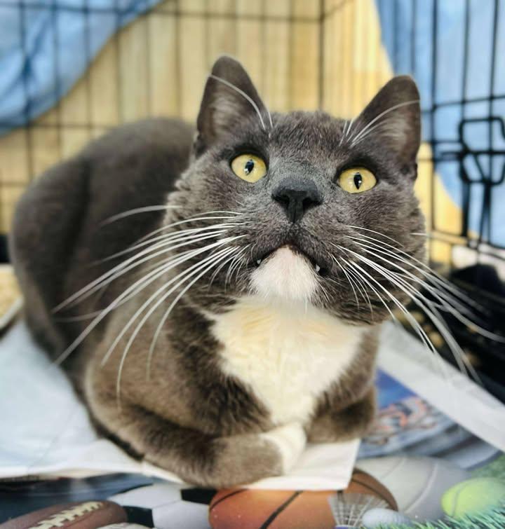 Enlarge Carmen, a Adopted Domestic Short Hair in Clarkesville, GA image 1/1