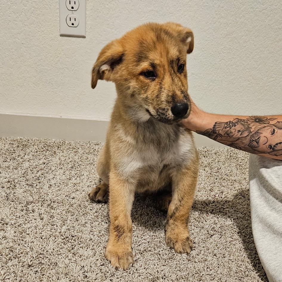 Simba, Adoptable, Puppy Male Mixed Breed.