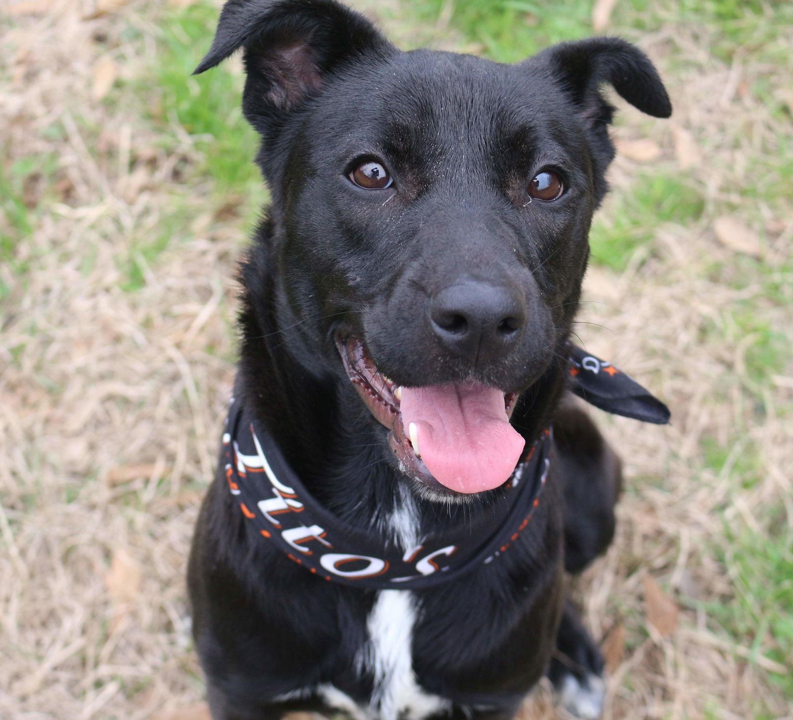 Enlarge Roxie, a Adoptable Labrador Retriever in Jackson, MS image 1/3