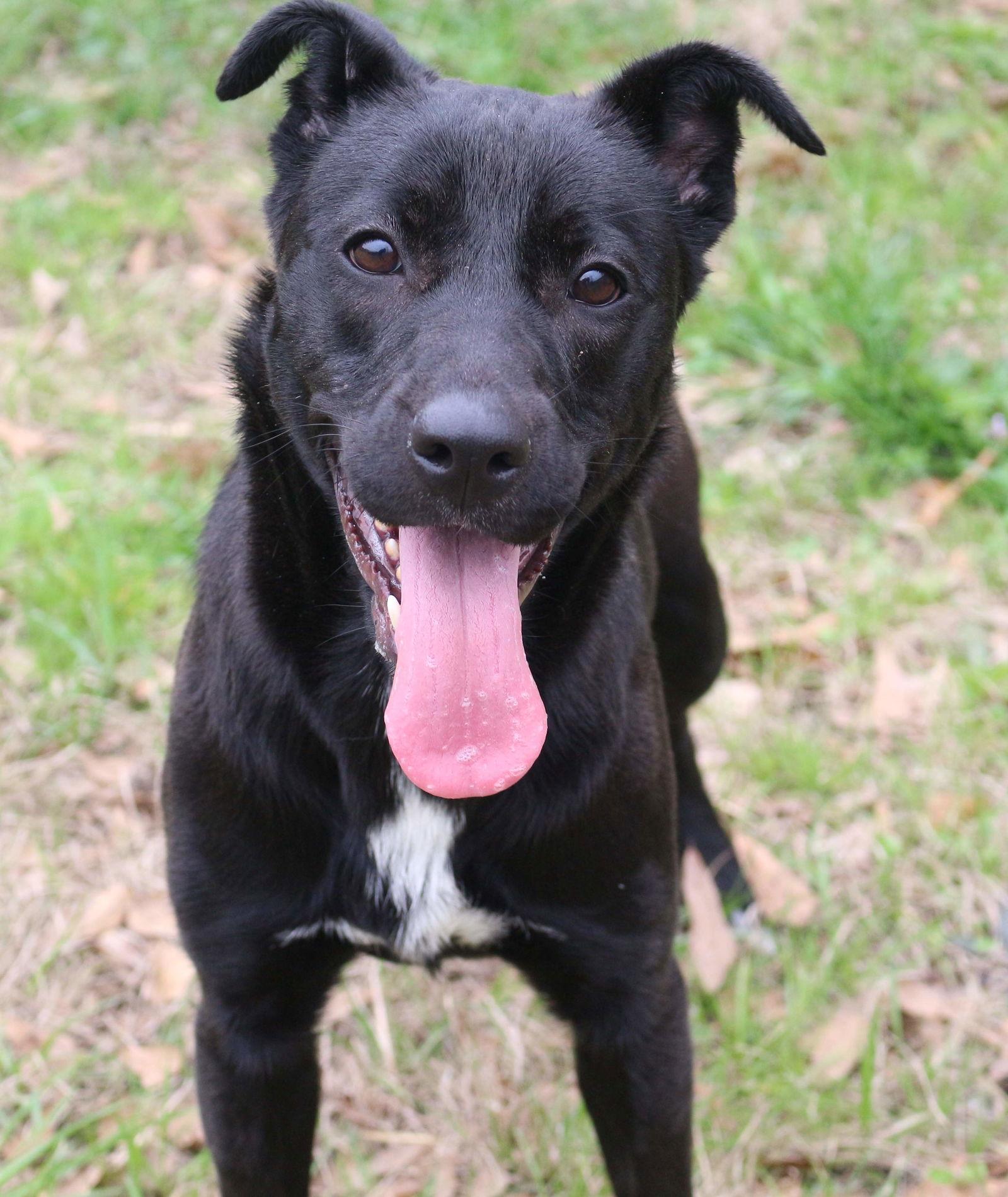 Enlarge Roxie, a Adoptable Labrador Retriever in Jackson, MS image 2/3