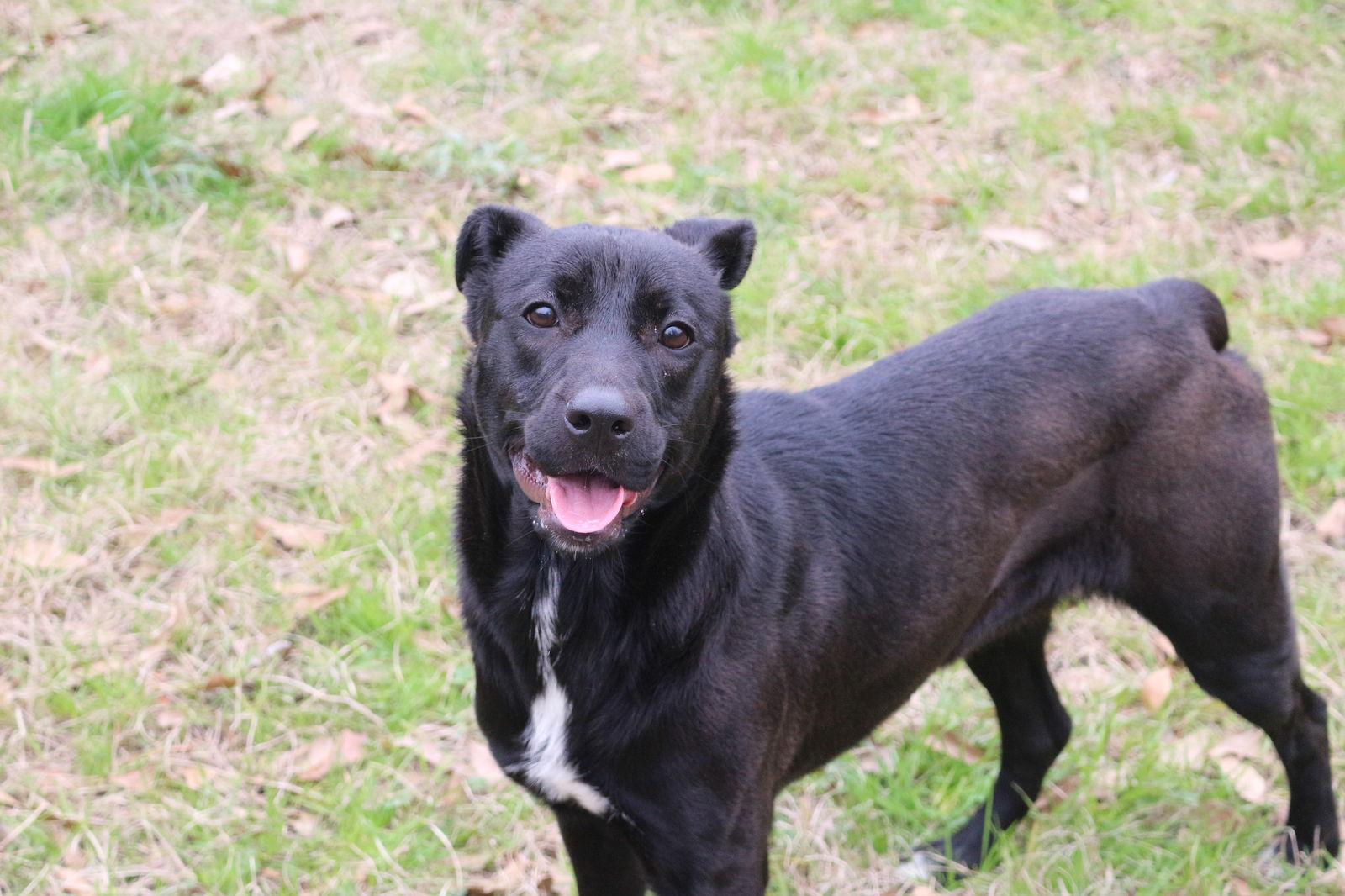 Enlarge Roxie, a Adoptable Labrador Retriever in Jackson, MS image 3/3