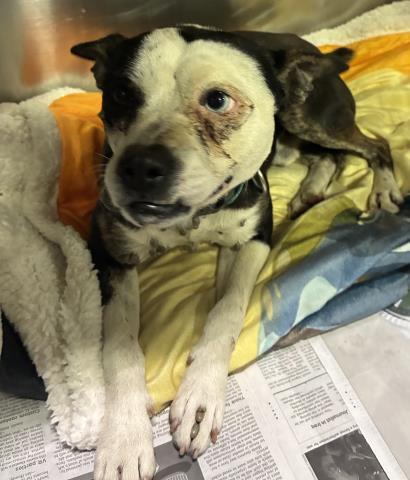 OTIS, Adoptable, Adult Male Terrier.
