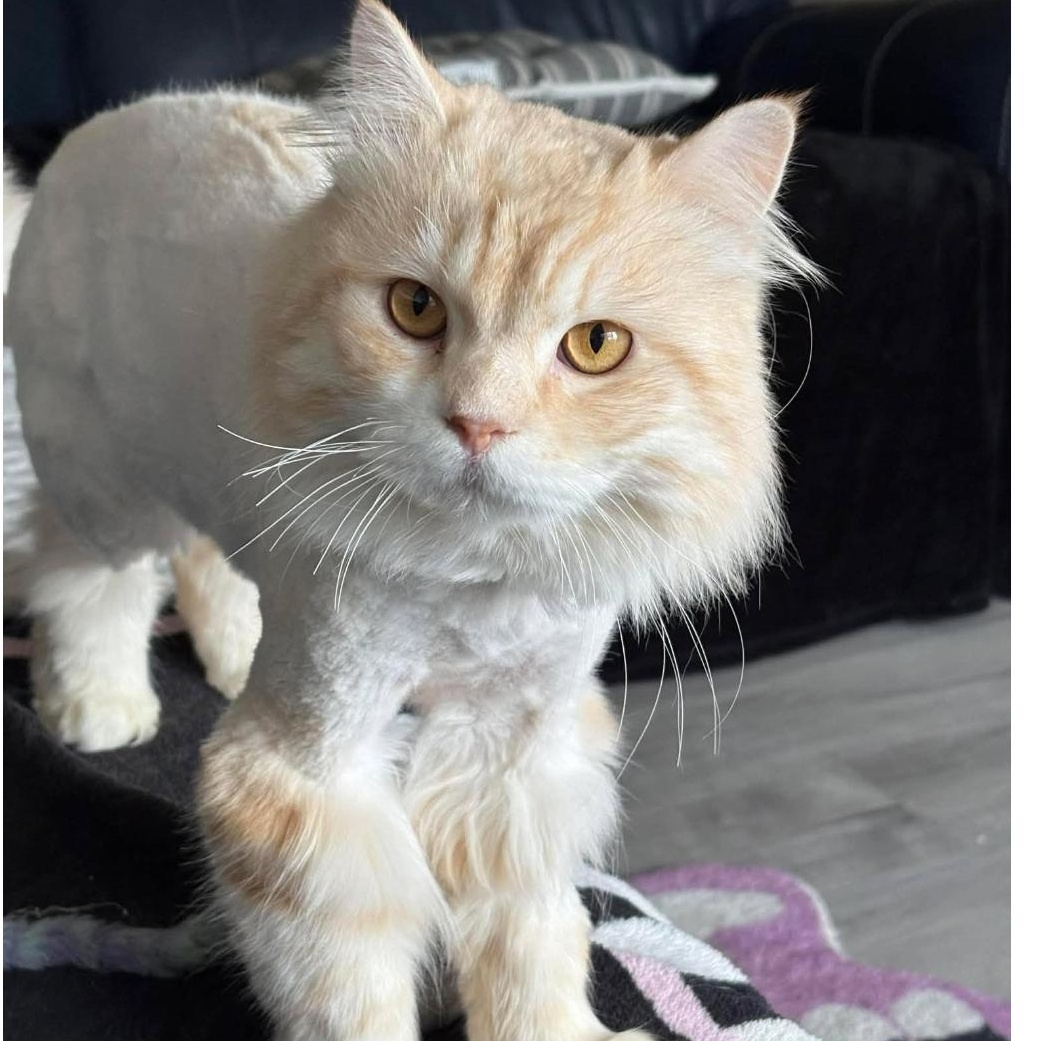 Milo, ADOPTABLE, Adult Male Domestic Long Hair.