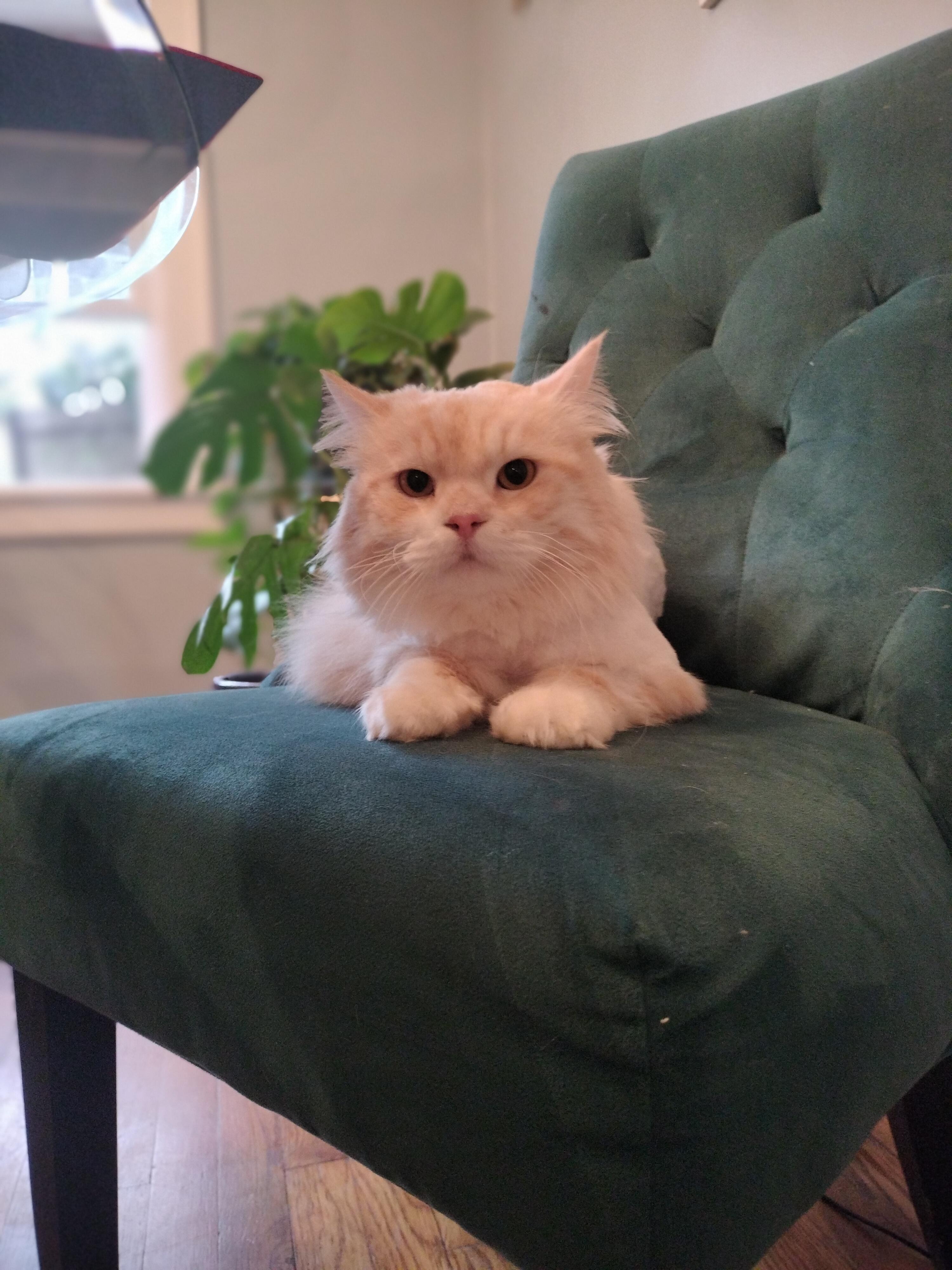 Enlarge Milo, a ADOPTABLE mixed breed in Pittsburgh, PA image 4/6