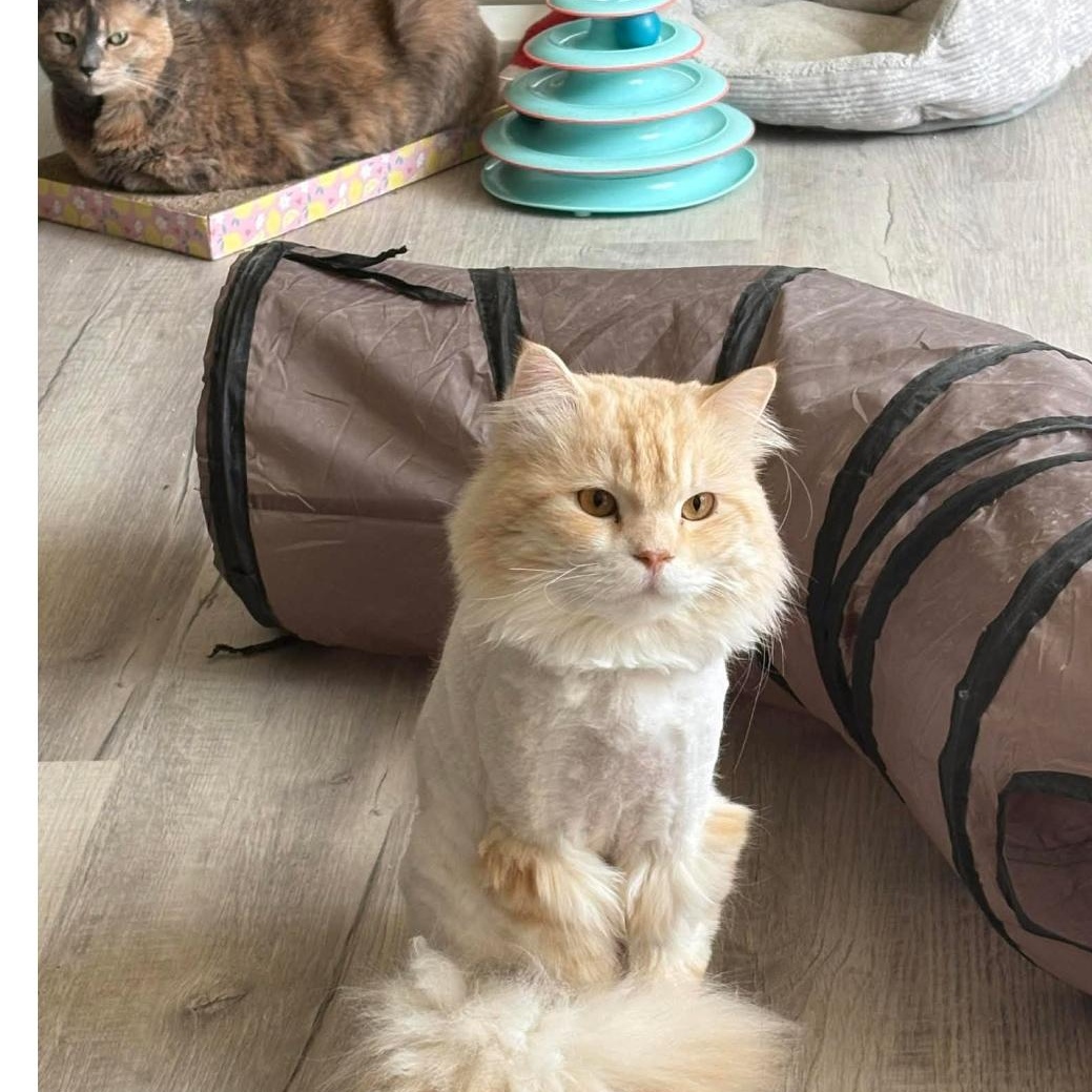 Enlarge Milo, a ADOPTABLE mixed breed in Pittsburgh, PA image 5/6