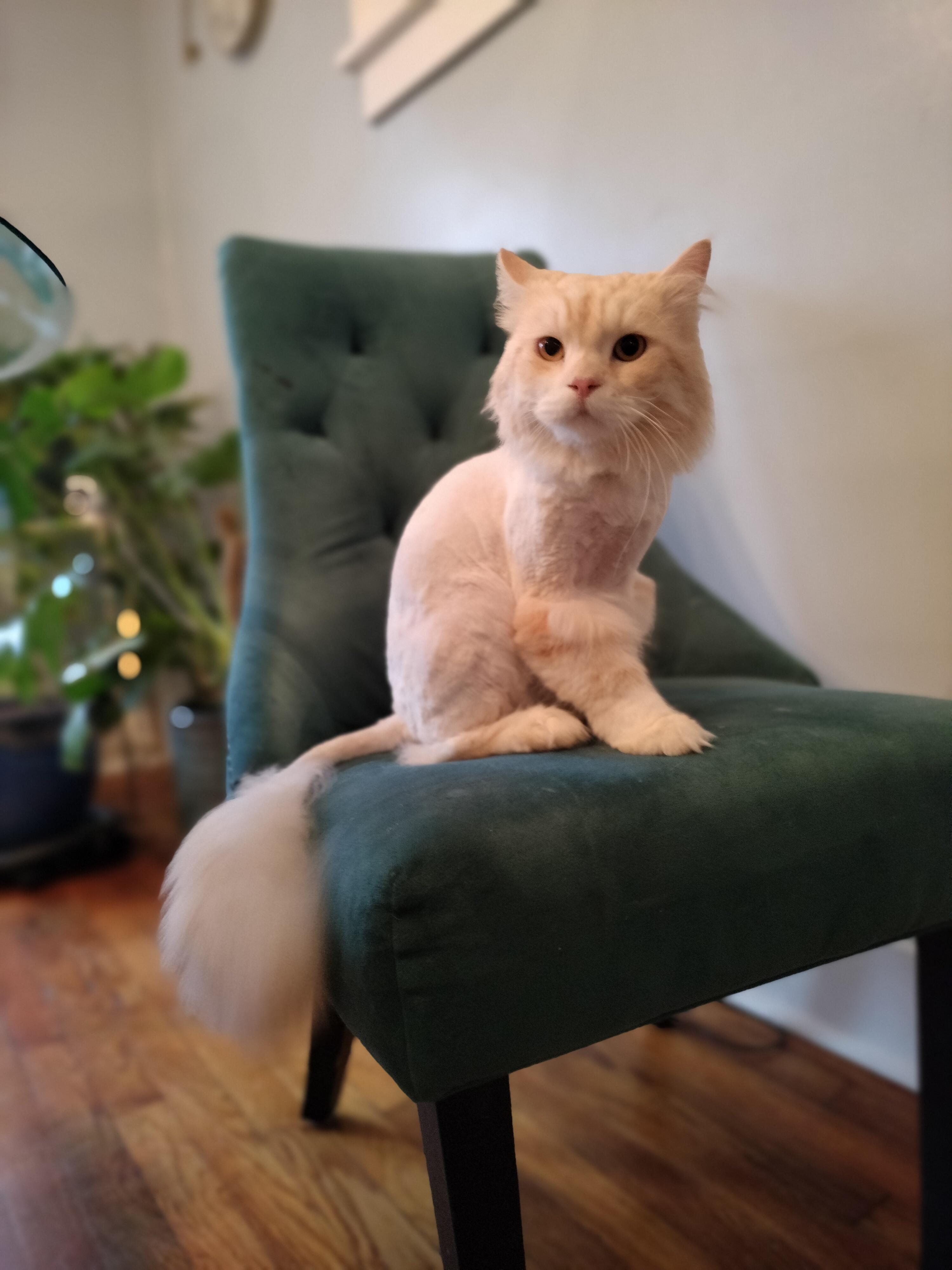 Enlarge Milo, a ADOPTABLE mixed breed in Pittsburgh, PA image 2/6