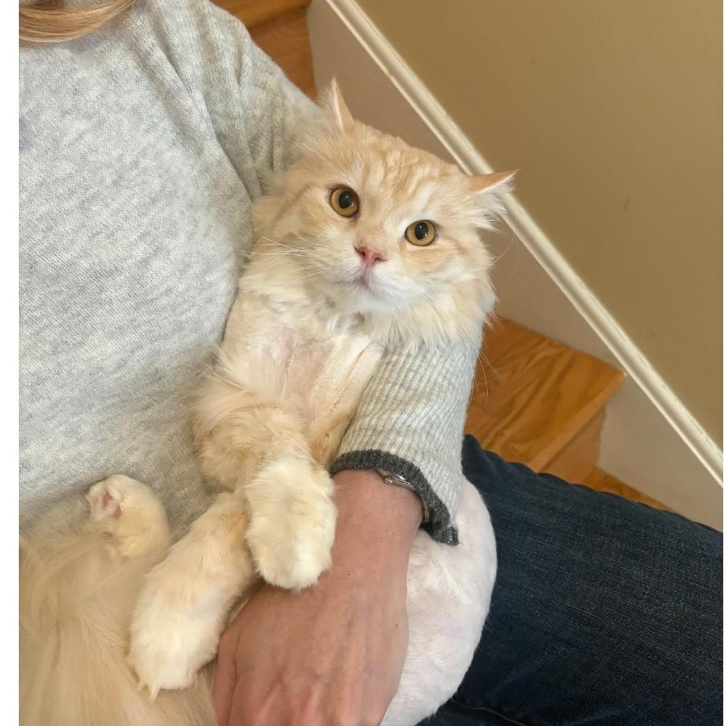 Enlarge Milo, a ADOPTABLE mixed breed in Pittsburgh, PA image 6/6