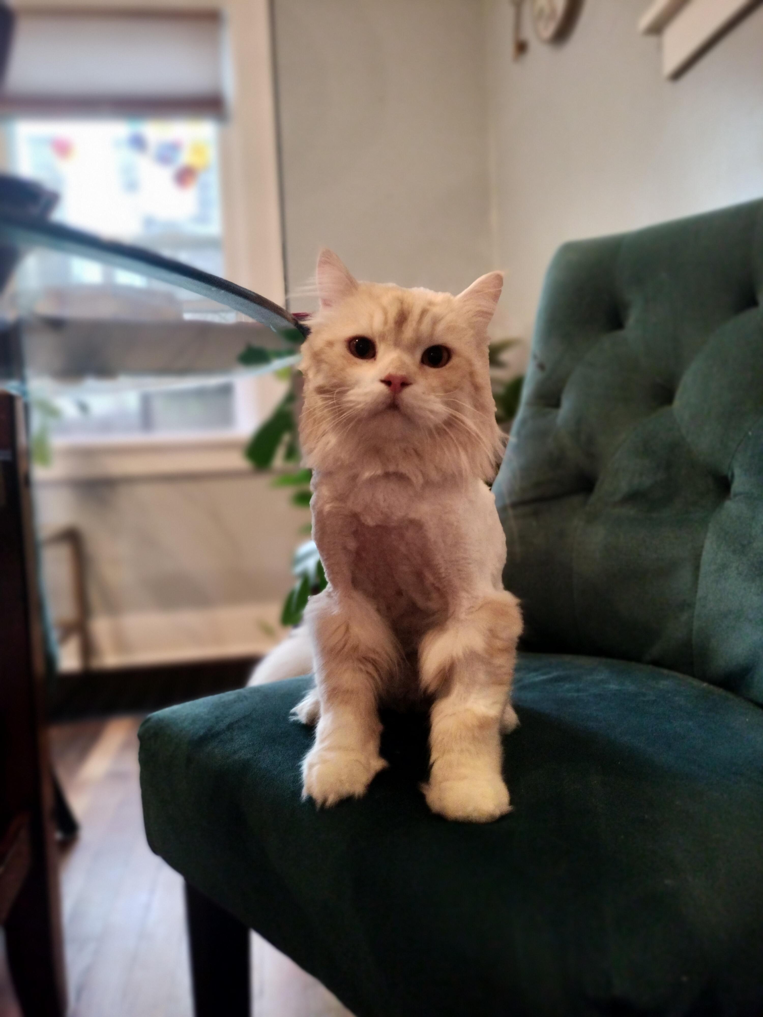 Enlarge Milo, a ADOPTABLE mixed breed in Pittsburgh, PA image 3/6