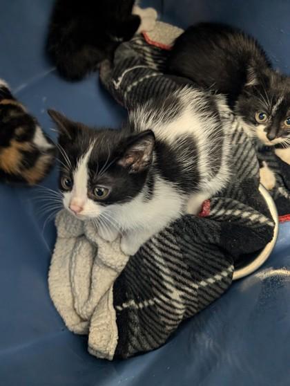 Seedling (Hermes), Adoptable, Young Male Domestic Short Hair & Domestic Short Hair.