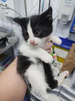 Seedling (Hermes), a Adoptable Domestic Short Hair in Simcoe, ON image 2/2