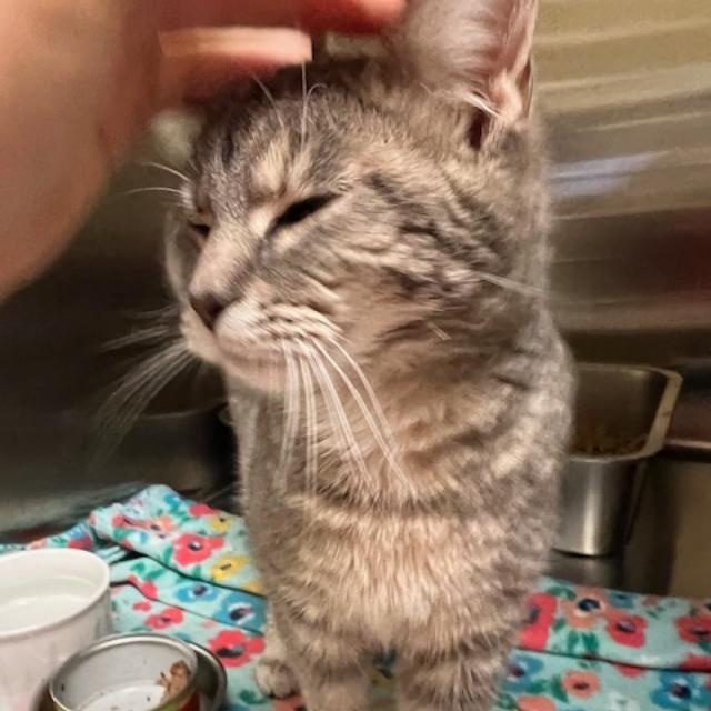 Elsa, an adopted Domestic Short Hair in Kankakee, IL image 4/5