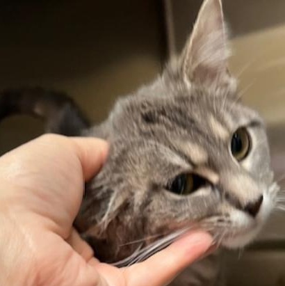 Elsa, an adopted Domestic Short Hair in Kankakee, IL image 3/5