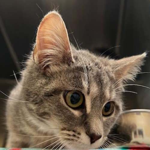 Elsa, an adopted Domestic Short Hair in Kankakee, IL image 1/5